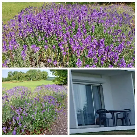Apartment Lavand'in Durbuy